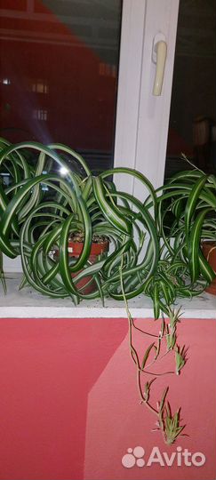 Хлорофитум кудрявый