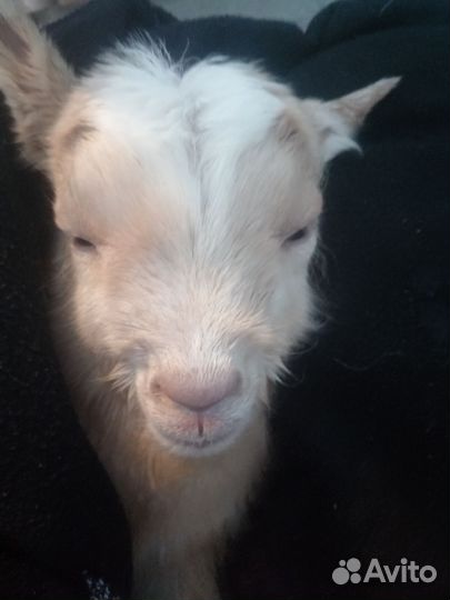 Продам дойных коз