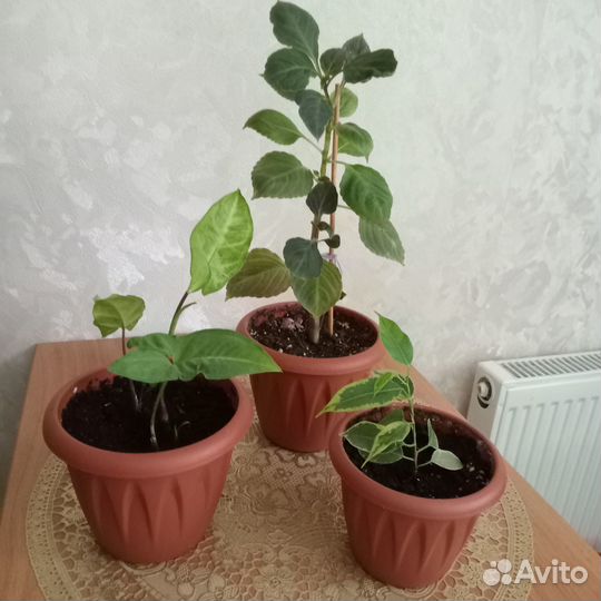 Комнатные цветы