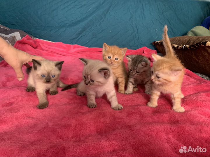 Котята британцы помесь.на бронь