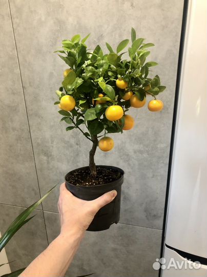 Мандариновое дерево