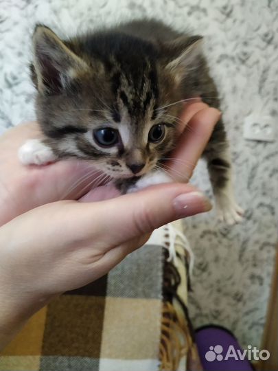 Отдам в хорошие руки котят