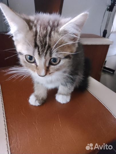 Котята дворовые