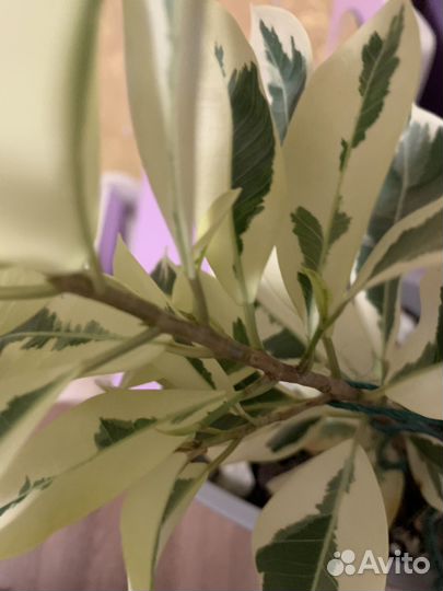 Фикус микрокарпа альбомаргината