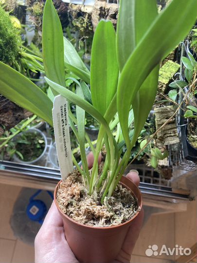 Орхидеи Masdevallia 2