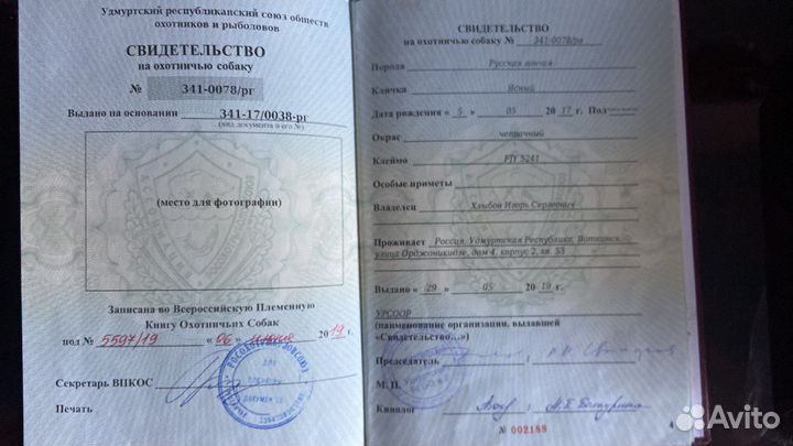 Русская гончая