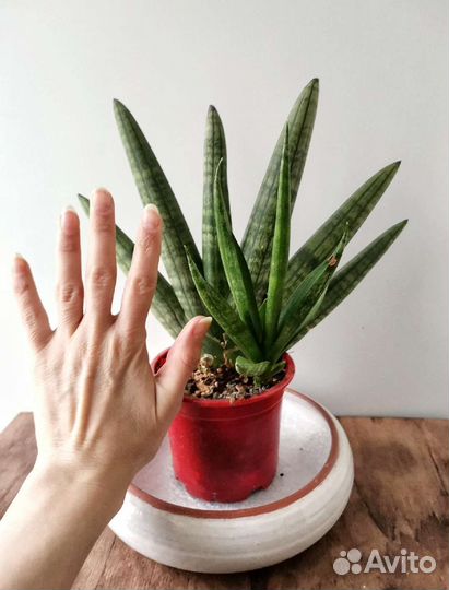 Сансевиерия цилиндрика Сингах Cylindrica Singah