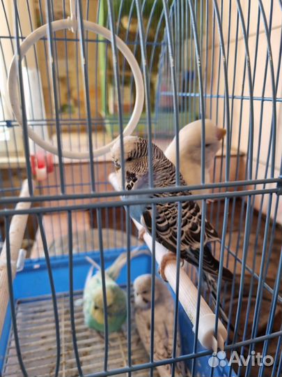 Попугаи Чехи