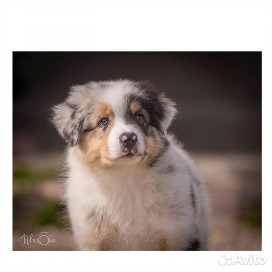 Фотограф анималист (щенки, котята ), фото животных