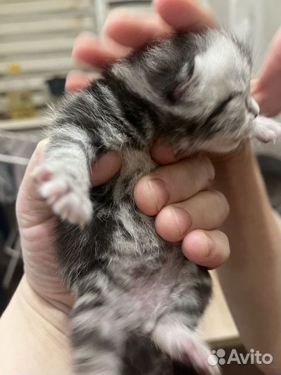 Шотландские котята