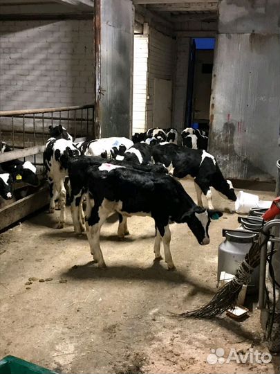 В наличии бычки и телочки. От 1 месяца до 3х