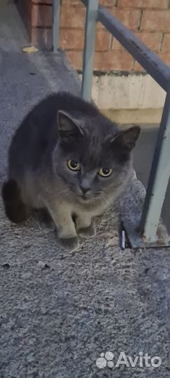 Кот ищет дом