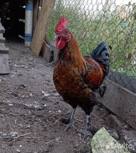 Петухи