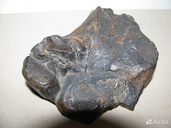 Окаменелое дерево (срез, горбушка)