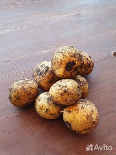 Продам картофель едовой