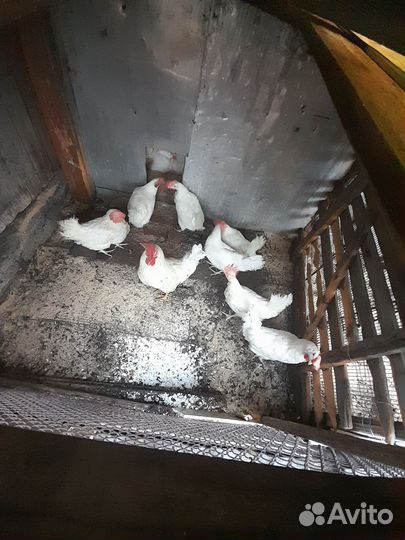 Куры несушки