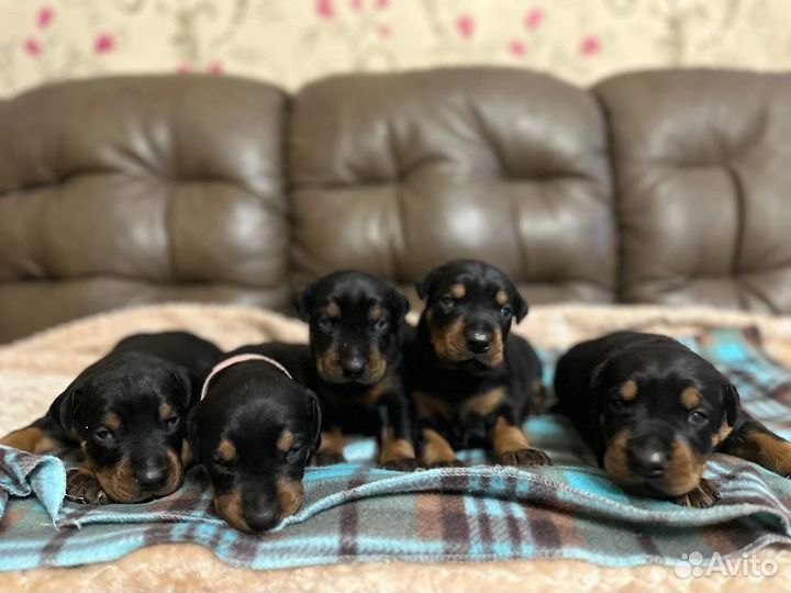 Щенки добермана