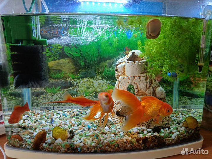 Аквариум
