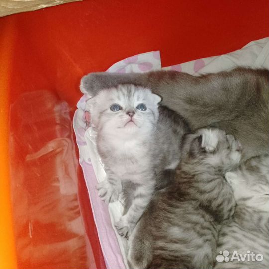Шотландская вислоухая