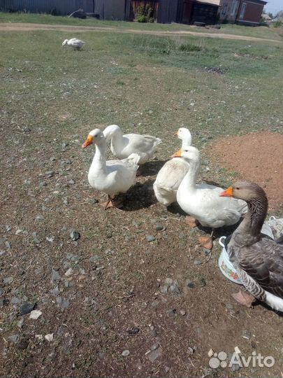 Продам гусей, индоуток, яйца