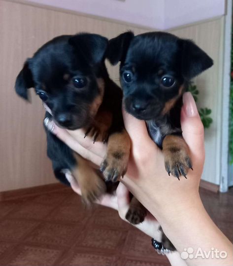 Мини той-терьер