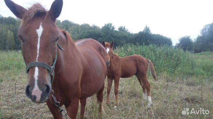Кобыла с жеребенком