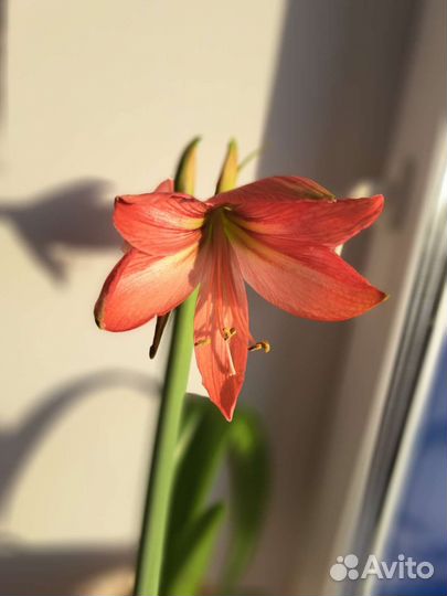 Гиппиаструм