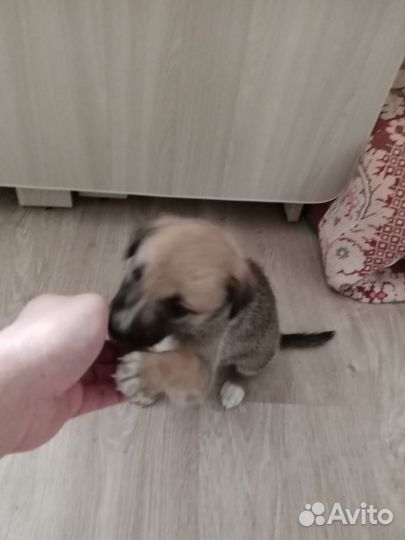 Щенки в добрые руки