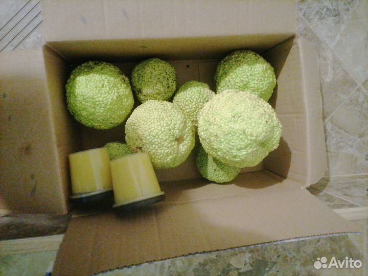 Мазь из маклюры 500гр