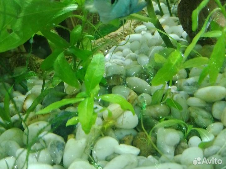 Живые аквариумные растенич
