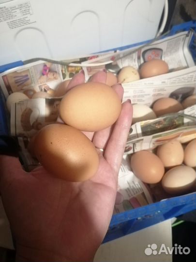 Яйцо деревенское