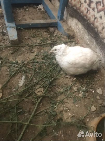 Цыпленок и перепелки