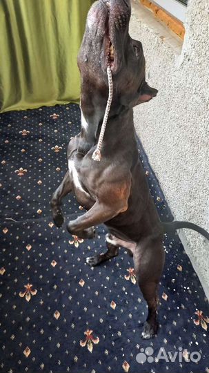 Питбуль (вязка)