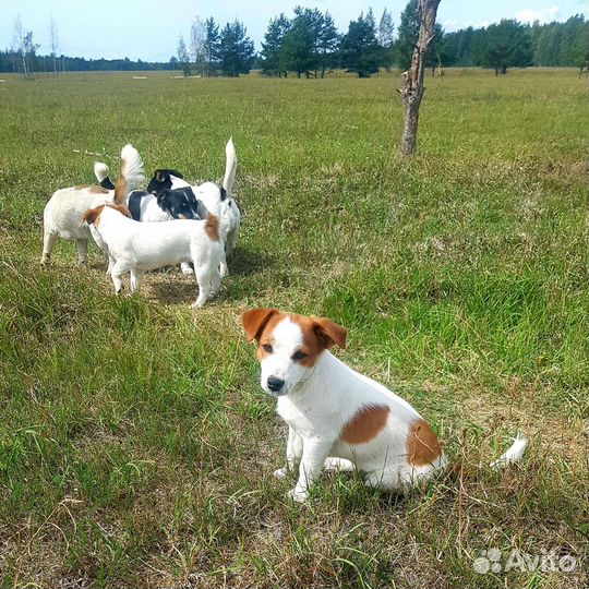 Щенок девочка джек рассел терьер гладкошерстный