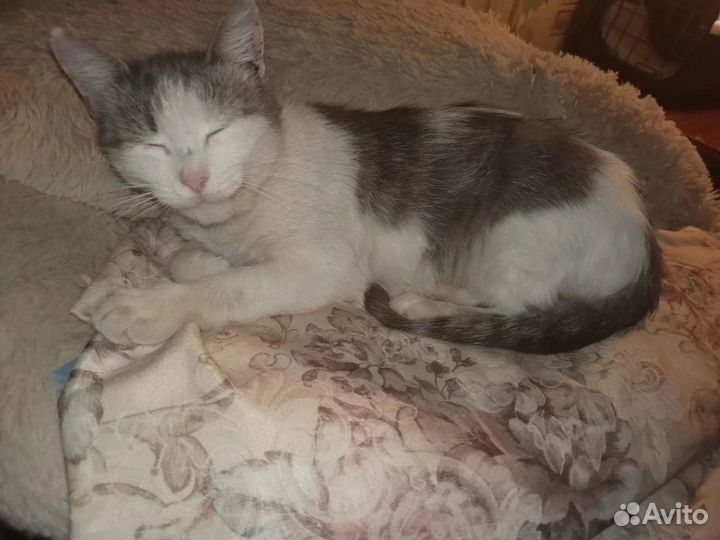 Кошки в добрые руки