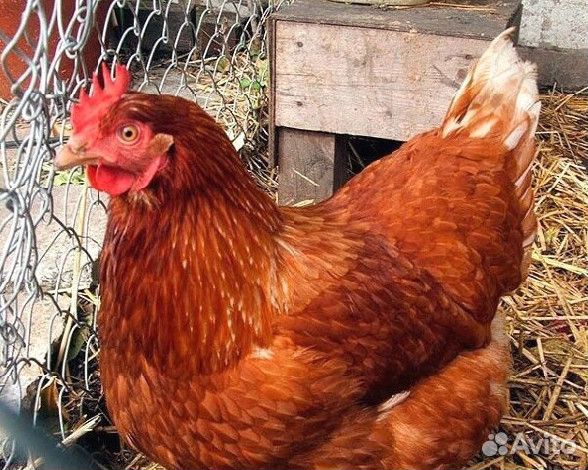 Кура несушка