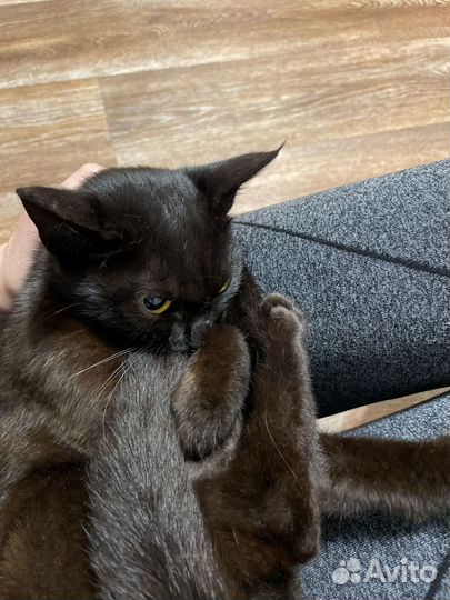 Кошка в дар