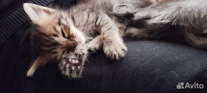Котёнок в дар