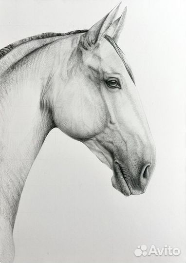 Лошадь. Графика