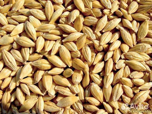 Ячмень пшеница