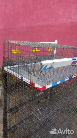 Клетка для перепелок