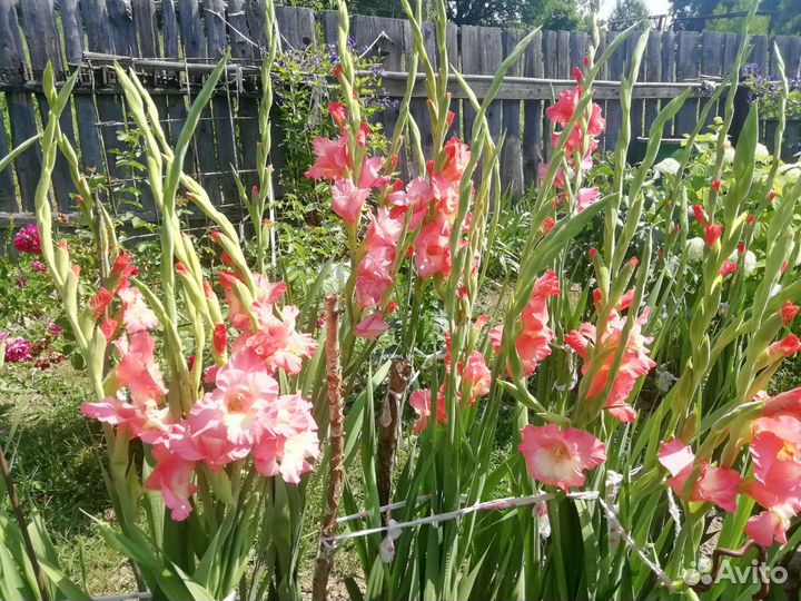 Гладиолусы луковицы