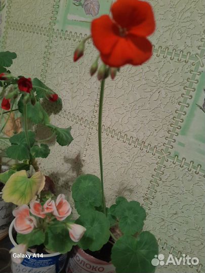 Комнатные домашние растения