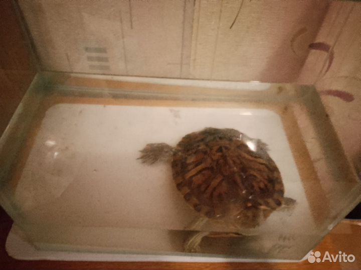 Красноухая черепаха