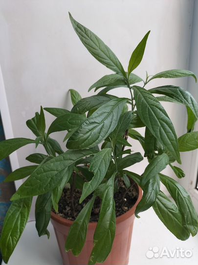 Пахистахис