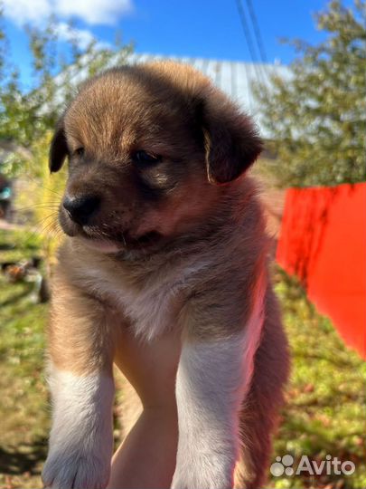 Щенки ищут дом