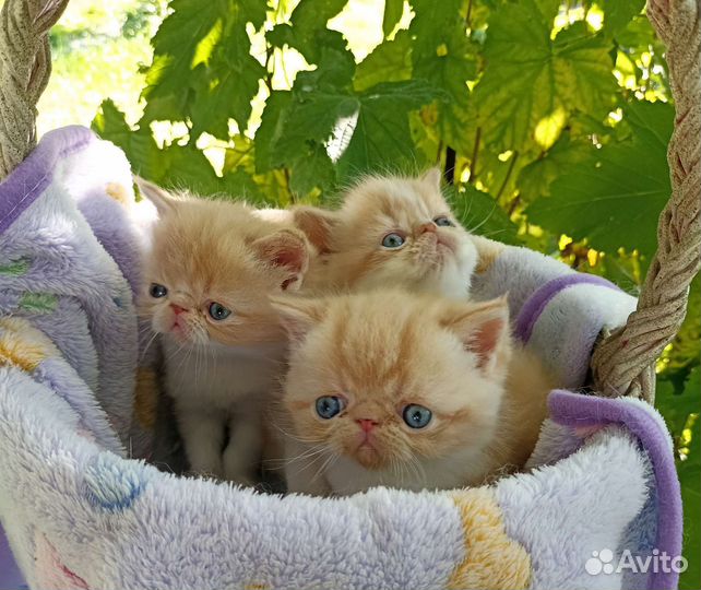 Маленькие экзотики