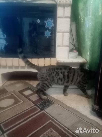Найден котик