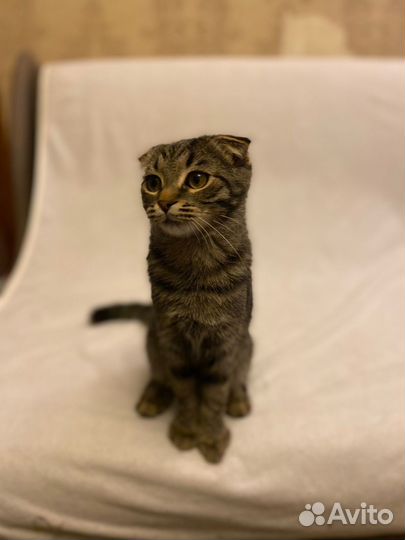 Крошка кошка