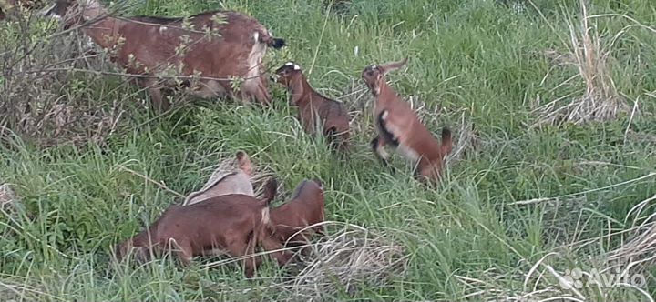 Продаются козы